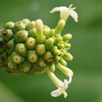 Peut-on utiliser le noni pour prévenir les problèmes de prostate ?